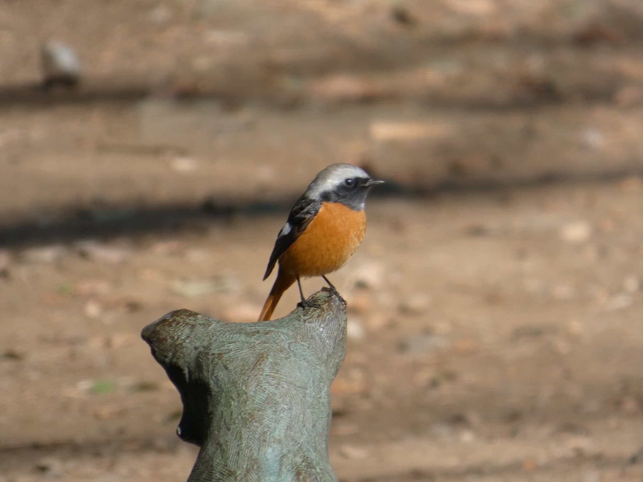 Phoenicurus auroreus01